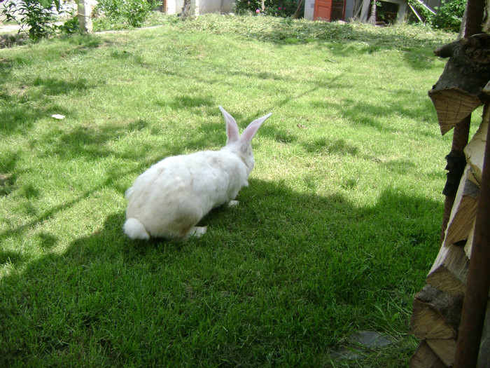 DSC09067 - urias alb femele