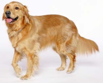 golden-retriever - Golden Retriver