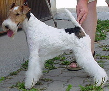 Fox Terrier - Fox terrier