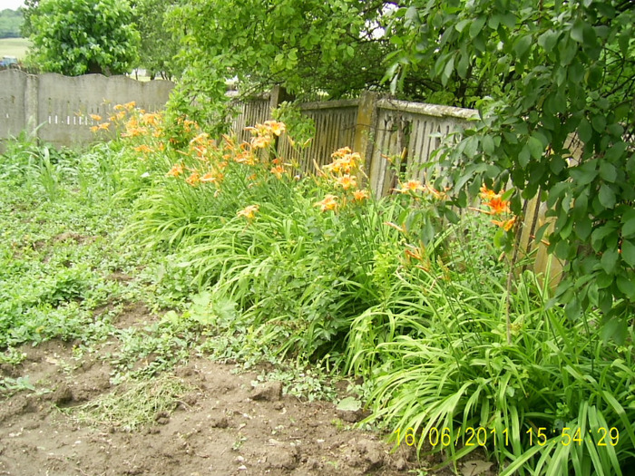 PIC_0468 - hemerocallis