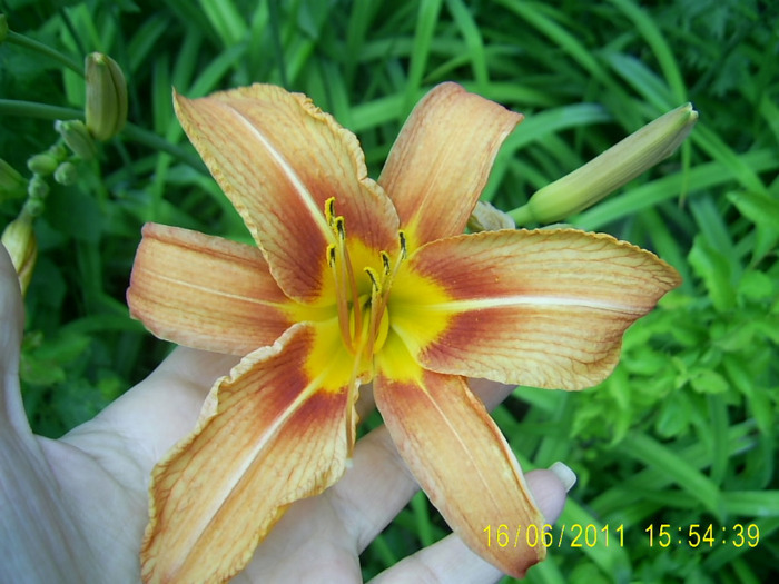 PIC_0469 - hemerocallis