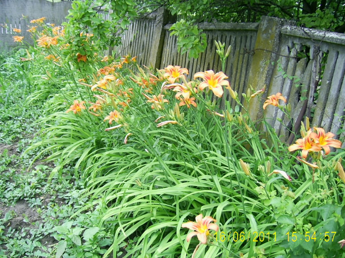 PIC_0471 - hemerocallis