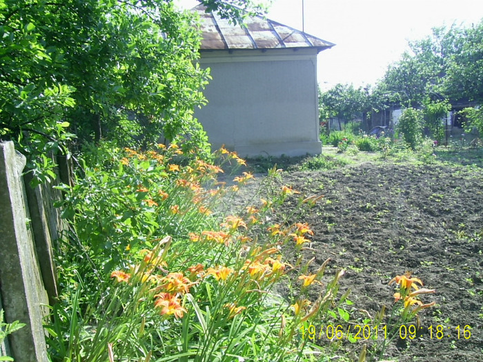 PIC_0930 - hemerocallis