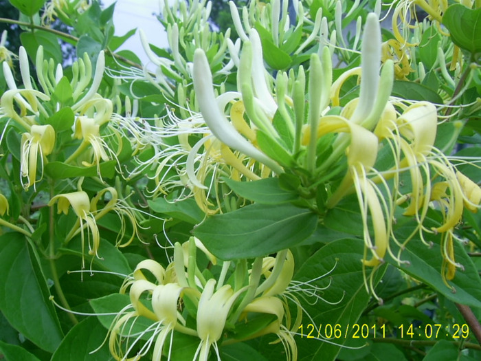 lonicera (2)