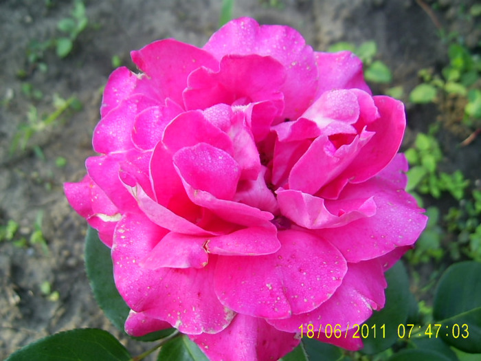 roz cumparat drept peace (8) - Pink Peace posibil