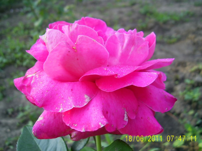 roz cumparat drept peace (9) - Pink Peace posibil