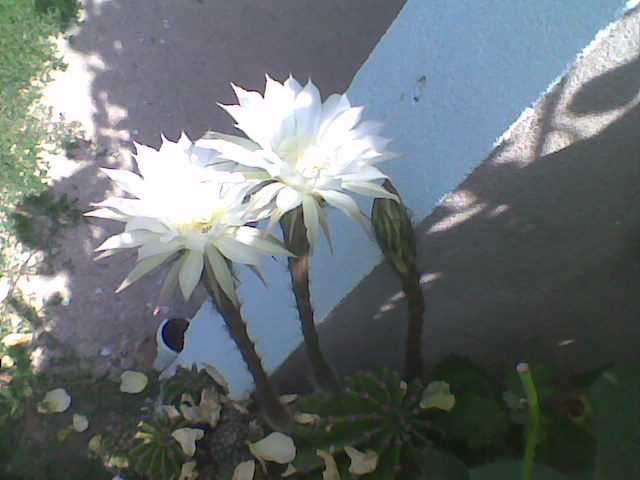 floare de cactus - Iunie2011