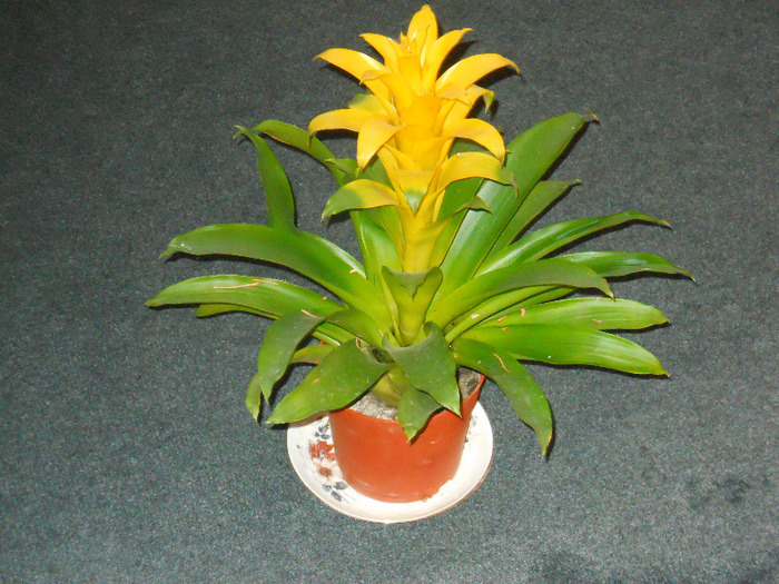 141 - guzmania