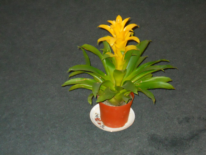 142 - guzmania