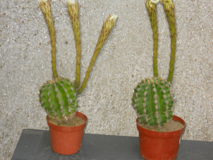 147 - cactusi