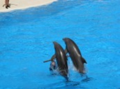 2 - delfini