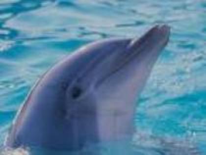 36 - delfini