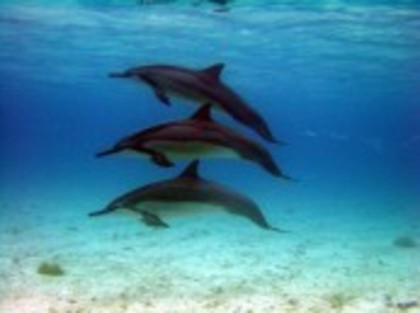 40 - delfini