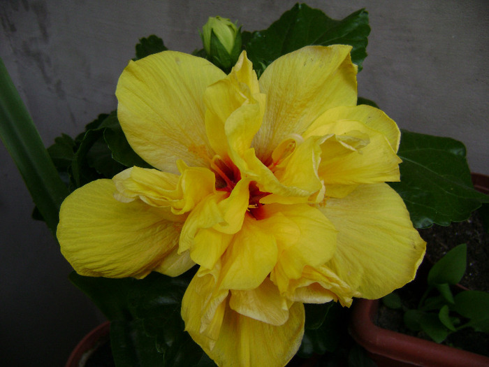 DSC06631 - hibiscus 2011
