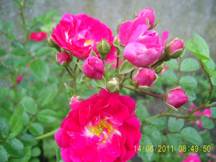 trandafir necunoscut (6) - Super excelsa