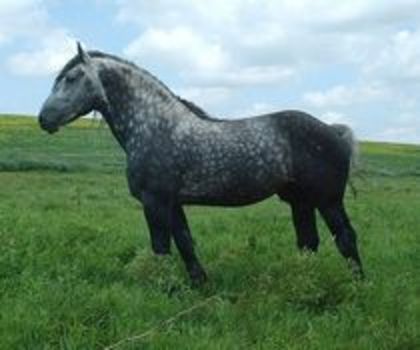 20629366_SNUJTPRON - cai