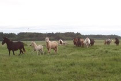 20642612_AMECDSRLC - cai