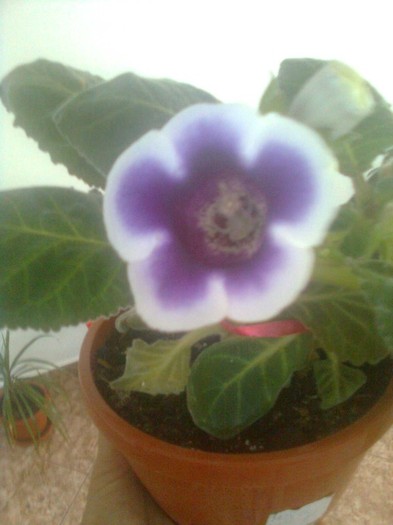 mov cu margine alba pierduta - gloxinia 2011