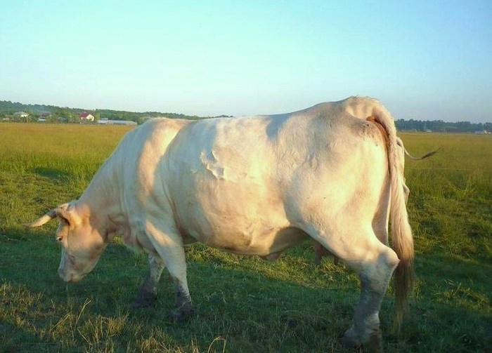 bovine de carne 1 - Vaci 2011 - 2