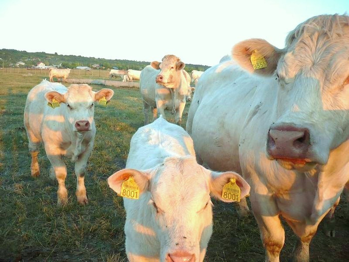 bovine de carne 3 - Vaci 2011 - 2