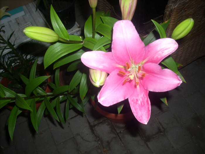 Crin Pink Pixie - Amaryllis si crini