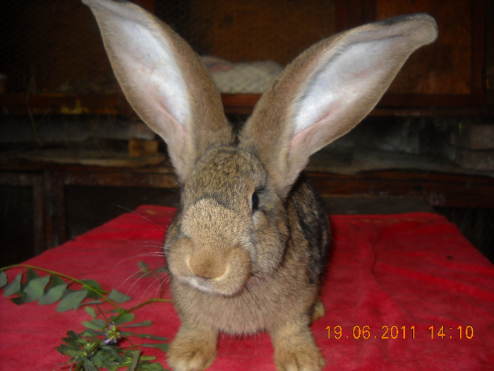 DSCN4633; MASCUL-3 LUNI-VANDUT
