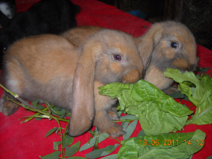 DSCN4634; FEMELA SI MASCUL 2-2,5 LUNI-100 RON BUC
