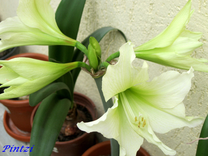 20.06.11 - AMARYLLIS-11