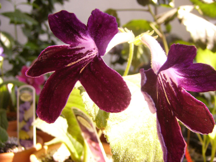 Black panther - Streptocarpus