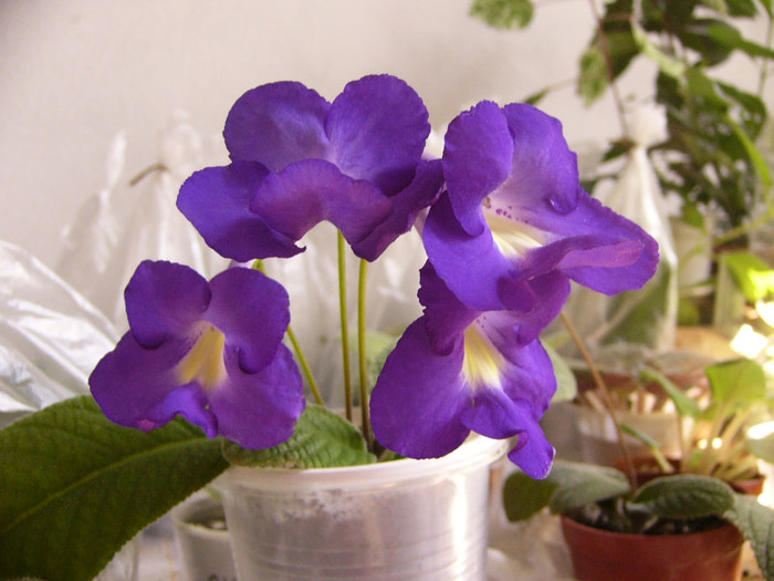 P1160488 - Streptocarpus