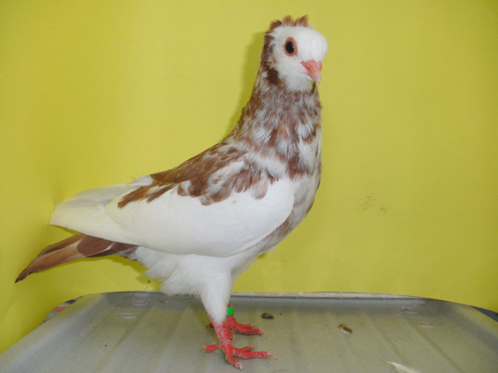 Pui dim 2011; Pui din 2011
