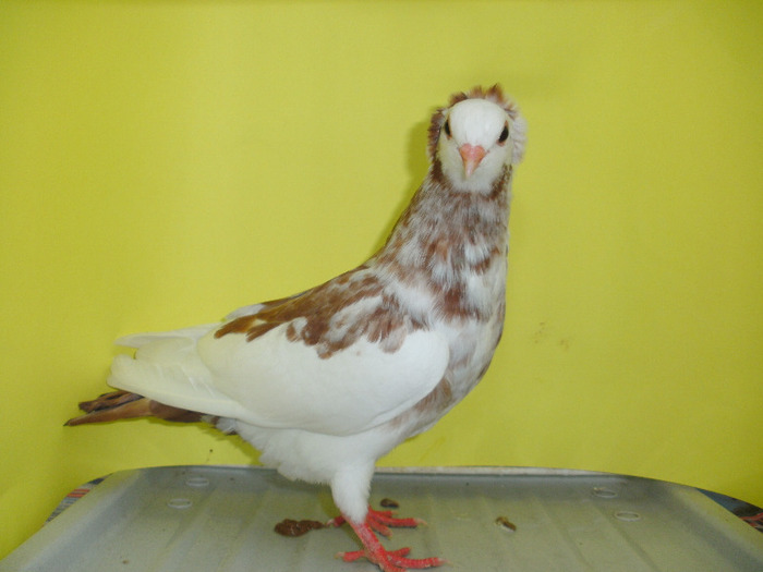 Pui din 2011; Pui din 2011
