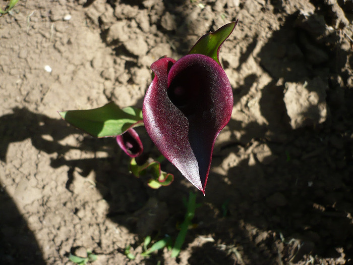 P1080052 - GRADINA 2011