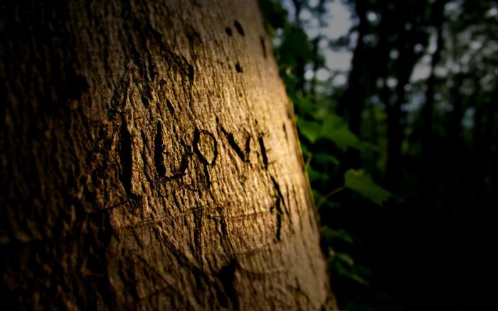 Love the Forest - Te iubesc-I love you