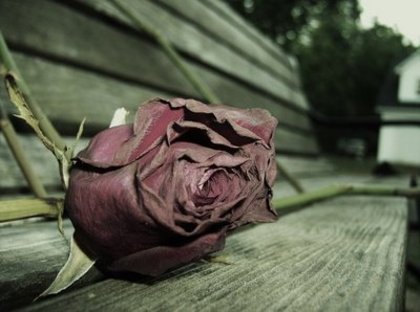 Sad love (A) - Trandafiri