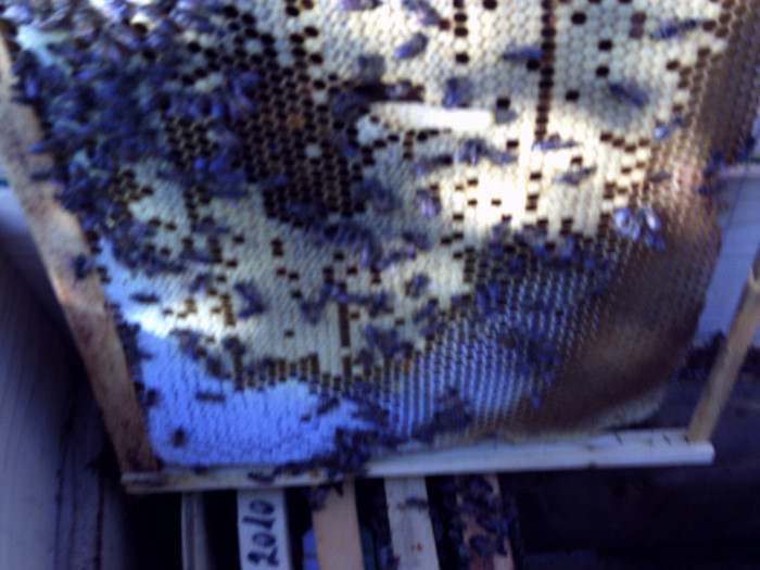 matca fecundata la 30 apr 2011 - 2011 apicole