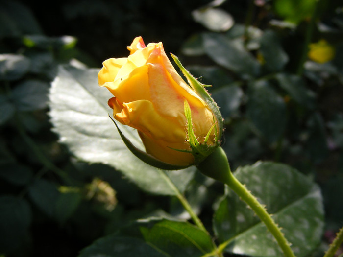 Golden Showers - Trandafiri 2011