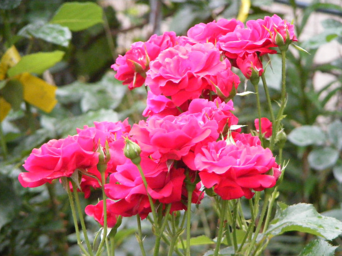 Stromboli; Floribunda,shrub,floare 7cm,17-25 petale,parfum slab,h1-1,1m
