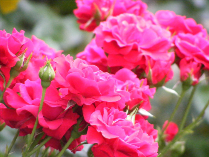 Stromboli; Floribunda,shrub,floare 7cm,17-25 petale,parfum slab,h1-1,1m
