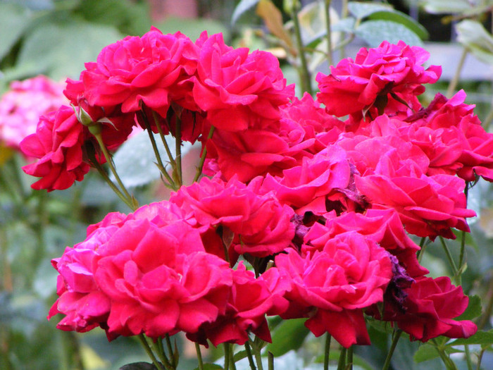 Stromboli; Floribunda,shrub,floare 7cm,17-25 petale,parfum slab,h1-1,1m
