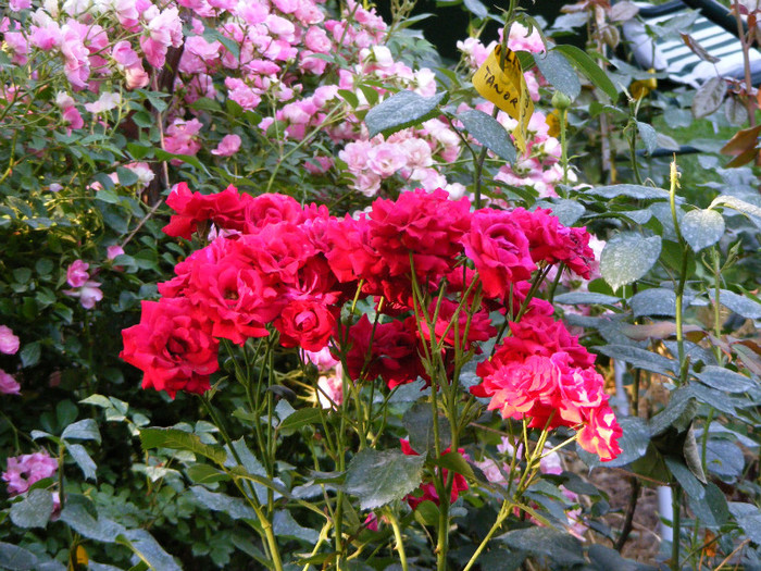 Stromboli; Floribunda,shrub,floare 7cm,17-25 petale,parfum slab,h1-1,1m
