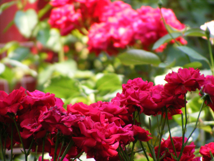 Stromboli; Floribunda,shrub,floare 7cm,17-25 petale,parfum slab,h1-1,1m
