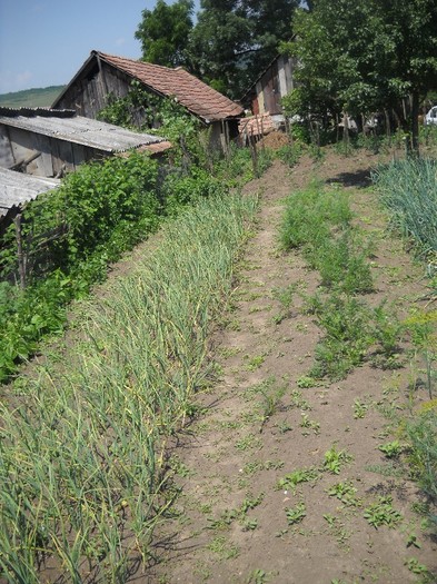 Usturoiul e in floare