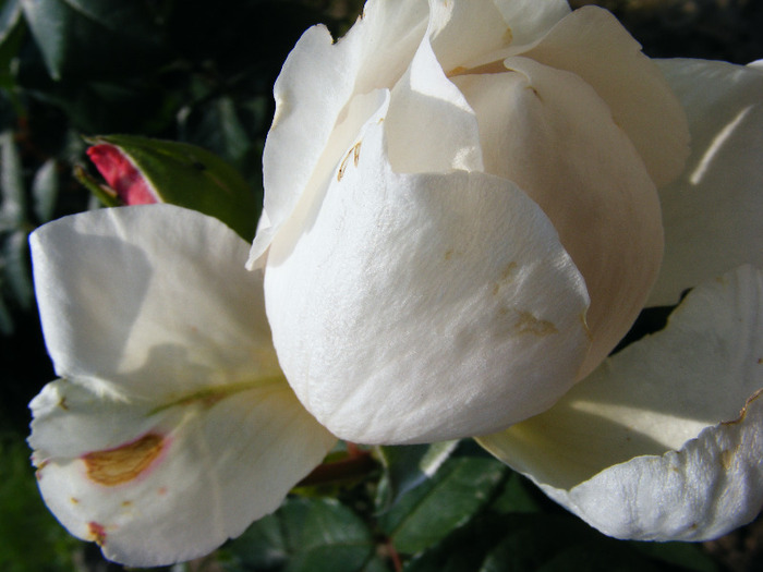 THE GENEROUS GARDENER