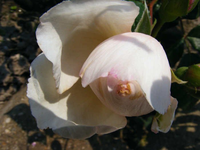 THE GENEROUS GARDENER