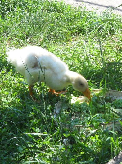 toata ziulica ciugulESC(A) toata ziulica ciugulESC(A)