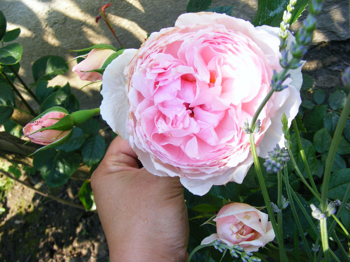 THE WEDGOOD ROSE - TRANDAFIRI  2011