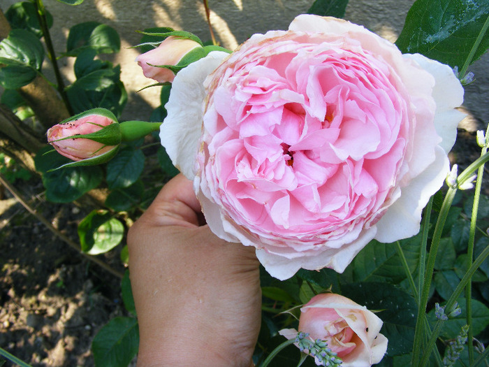 THE WEDGOOD ROSE - TRANDAFIRI  2011