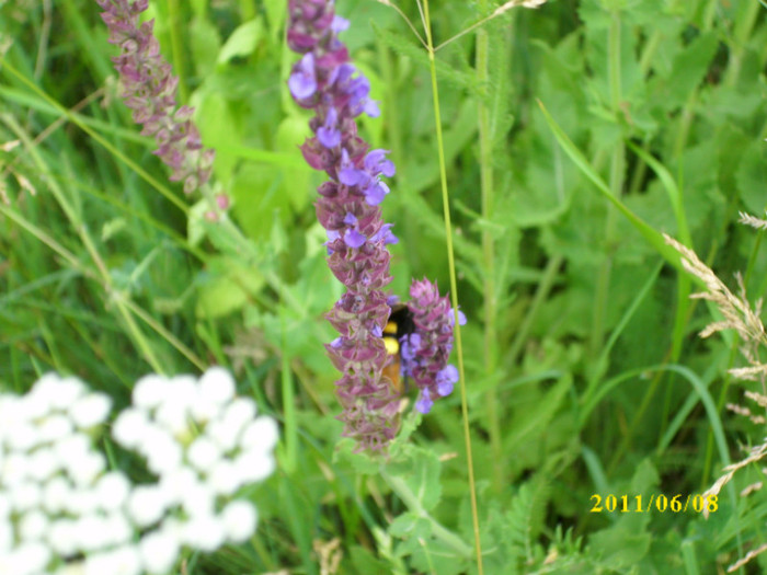 DSCI0018 - 2011 flori de camp cu insecte