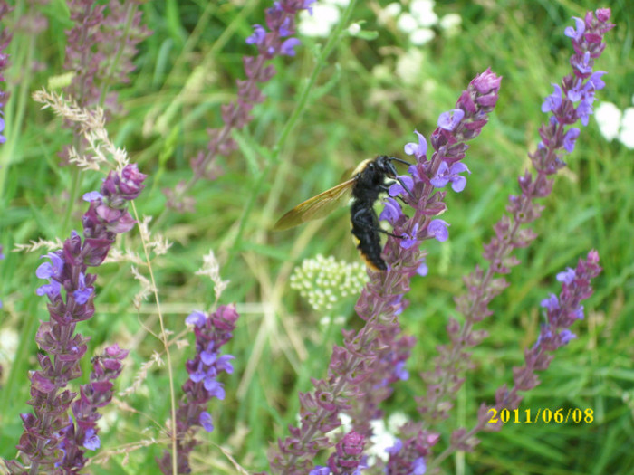 DSCI0011 - 2011 flori de camp cu insecte